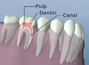 Tooth Anatomy